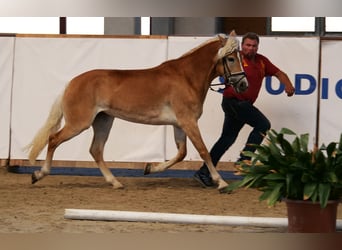Haflinger, Yegua, 9 años, 154 cm, Alazán