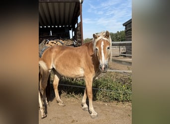 Haflinger, Yegua, 9 años, 154 cm, Alazán