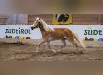 Haflinger, Yegua, 9 años, 154 cm, Alazán