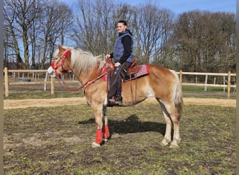 Haflinger, Yegua, 9 años, 154 cm, Alazán