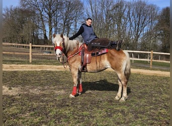 Haflinger, Yegua, 9 años, 154 cm, Alazán