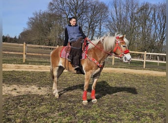 Haflinger, Yegua, 9 años, 154 cm, Alazán