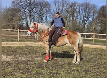 Haflinger, Yegua, 9 años, 154 cm, Alazán