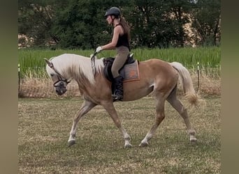 Haflinger, Yegua, 9 años, 155 cm, Alazán