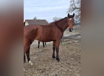 Haflinger, Yegua, 9 años, 165 cm