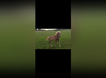 Haflinger, Yegua, Potro (05/2023), 145 cm, Castaño claro