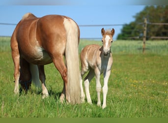 Haflinger, Yegua, Potro (05/2026), 150 cm, Alazán