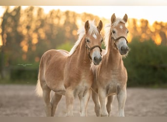 Haflinger, Yegua, Potro (04/2023), 152 cm