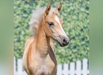Haflinger, Yegua, Potro (04/2026), Alazán