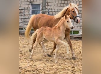 Haflinger, Yegua, Potro (03/2026)