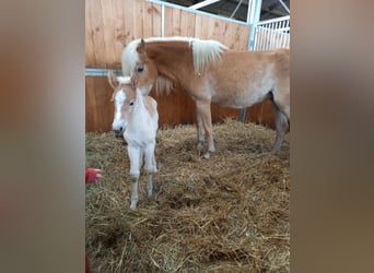 Haflinger, Yegua, Potro (03/2023)