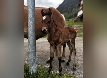 Haflinger Mestizo, Yegua, , Castaño