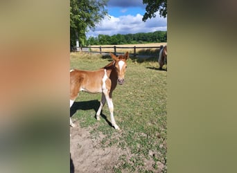 Haflinger Mestizo, Yegua, Potro (06/2023), Pío