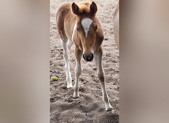 Haflinger Mestizo, Yegua, Potro (06/2023), Pío