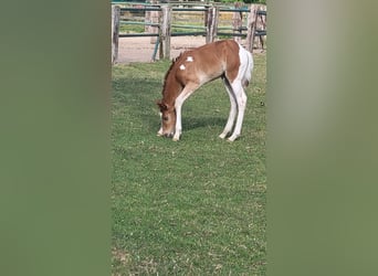 Haflinger Mestizo, Yegua, Potro (06/2023), Pío