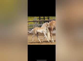 Haflinger, Yegua, Potro (04/2023)