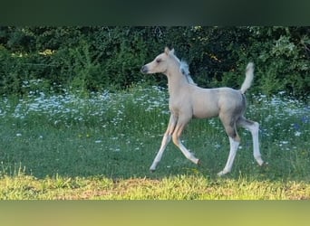 Halbaraber, Hengst, 1 Jahr, 155 cm, Tobiano-alle-Farben