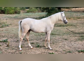 Halbaraber Mix, Hengst, 2 Jahre, 131 cm, Schimmel