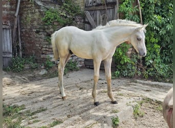 Halbaraber Mix, Hengst, 2 Jahre, 131 cm, Schimmel