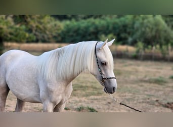 Halbaraber Mix, Hengst, 2 Jahre, 131 cm, Schimmel