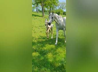 Halbaraber Mix, Hengst, 2 Jahre, 131 cm, Schimmel