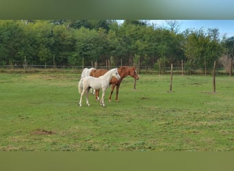 Halbaraber Mix, Hengst, 2 Jahre, 131 cm, Schimmel