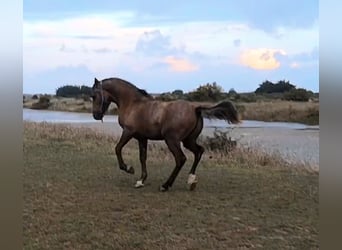 Halbaraber, Hengst, 2 Jahre, 153 cm