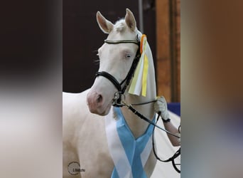 Halbaraber, Hengst, 13 Jahre, 158 cm, Cremello