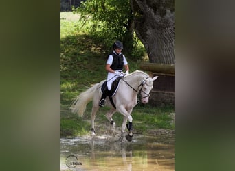 Halbaraber, Hengst, 13 Jahre, 158 cm, Cremello