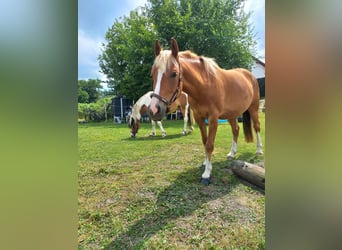 Halbaraber, Stute, 13 Jahre, 137 cm, Fuchs