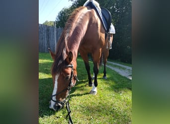 Halbaraber, Stute, 16 Jahre, 152 cm, Brauner