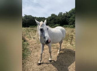 Halbaraber, Stute, 19 Jahre, 150 cm, Schimmel