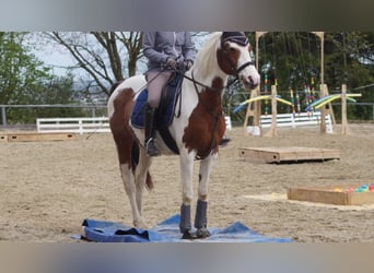 Halbaraber Mix, Stute, 19 Jahre, 153 cm, Schecke