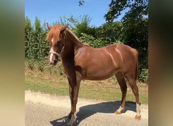Halbaraber, Stute, 1 Jahr, 140 cm, Dunkelfuchs