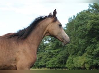 Halbaraber, Stute, 1 Jahr, 153 cm, Buckskin