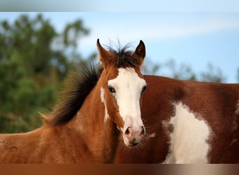 Halbaraber, Stute, 1 Jahr, 157 cm, Tobiano-alle-Farben