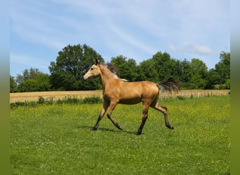 Halbaraber, Stute, 1 Jahr, 160 cm, Falbe