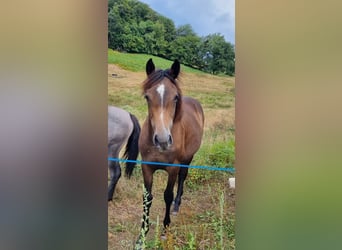 Halbaraber, Stute, 1 Jahr, Braunfalbschimmel