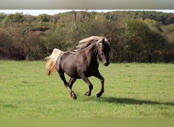 Halbaraber, Stute, 2 Jahre, 154 cm, Rappe