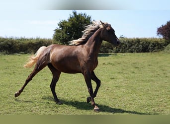 Halbaraber, Stute, 2 Jahre, 154 cm, Rappe