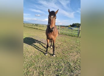 Halbaraber, Stute, 3 Jahre, 162 cm, Brauner