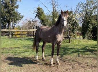 Halbaraber, Stute, 4 Jahre, 150 cm, Fliegenschimmel