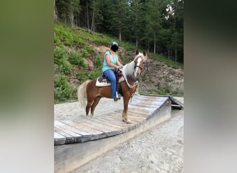 Halbaraber Mix, Stute, 8 Jahre, 146 cm, Fuchs