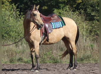 Halbaraber, Stute, 8 Jahre, 154 cm, Buckskin