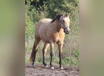 Halbaraber, Stute, 8 Jahre, 154 cm, Buckskin