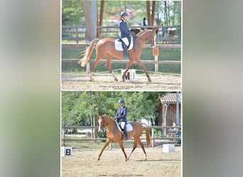 Halbaraber, Stute, 8 Jahre, 159 cm, Fuchs