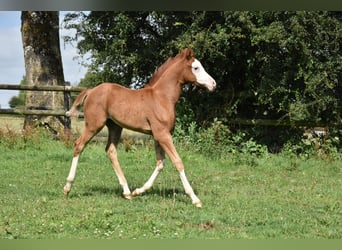 Halbaraber, Stute, Fohlen (05/2023), 155 cm, Overo-alle-Farben