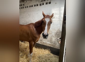 Halbaraber, Wallach, 10 Jahre, 156 cm, Dunkelfuchs