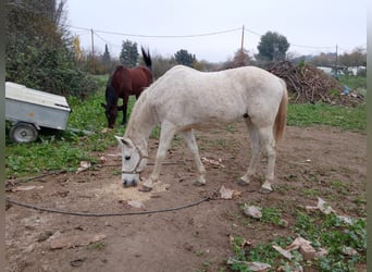 Halbaraber, Wallach, 11 Jahre