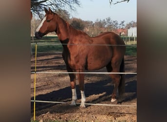 Halbaraber Mix, Wallach, 14 Jahre, 162 cm, Fuchs